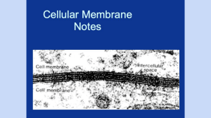 Bio Cell Membrane Notes