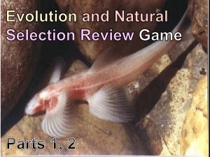 Evolution Review Game with Answers