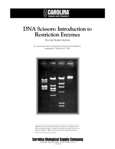 DNA Scissors - Introduction to Restriction Enzymes