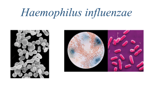 Haemophilus influenzae(final work)