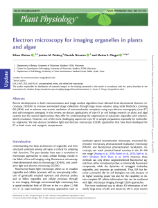 electron microscopy 