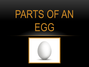 Parts of an Egg