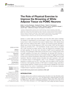The Role of Physical Exercise to Improve the Browning of White Adipose Tissue via POMC Neurons