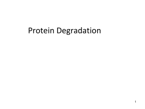 protein degradation