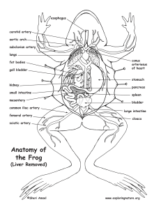 frog anatomy no liver