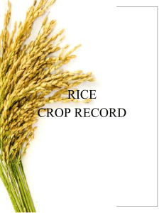 Rice crop record