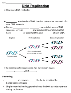 Copy of DNA Replication