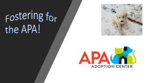 Fostering for the APA UPDATED 2020