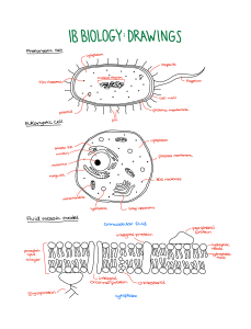 IB Biology: All Drawings 