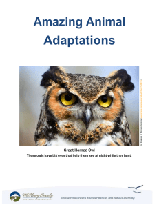 Amazing Animal Adaptations