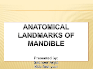 anatomical landmarks mandible