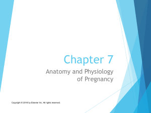 Chapter 007 (2) adaptions of pregnancy