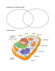 Prokaryotic vs Eukaryotic Cells Worksheet