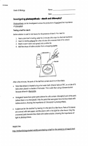 Photosynthesis Starch & Chlorophyll Worksheet