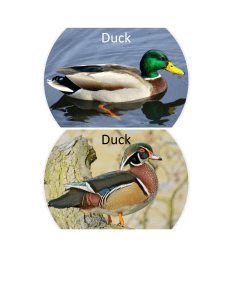 Duck duck goose