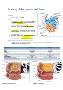 Anatomy and Physiology of jejunum and ileum
