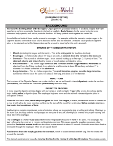 Digestive-System-Lesson-Plan-grades-3-5