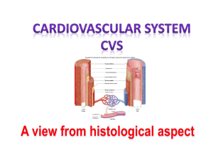 Lecture 1 Histology of Cardiovascular System Blood vessels