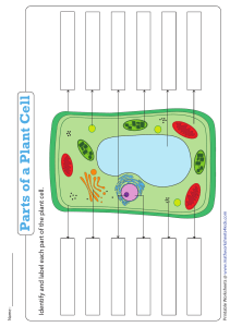 identify-plant-cell