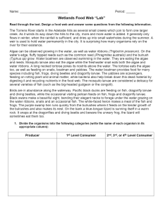 Wetlands Food Web Lab