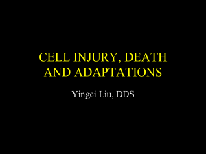 Cell injury, adaptation, and death