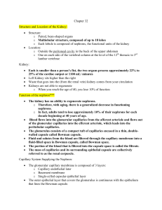 Med Surg 1:2 Kidneys