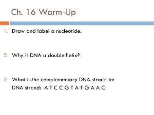 Ch. 16 DNA and Replication