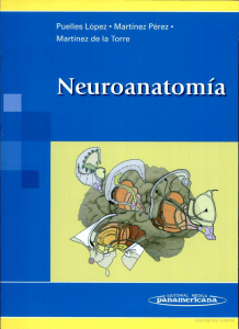 kupdf.net neuroanatomia-luis-puelles