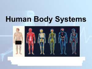 17reveiwHuman Body Systems ppt