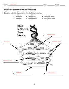 worksheet-dna-structure-and-replication-answer-key