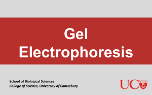 Gel-electrophoresis-presentation