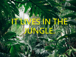 It lives in the jungle