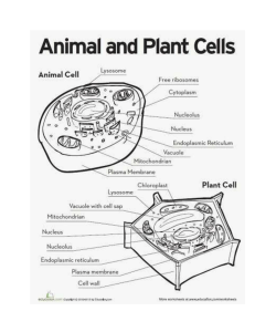 Animal vs plant cell with answers