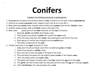 6th-Sci-Conifers-answers