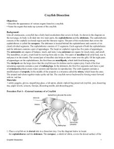 crayfish dissection PDF
