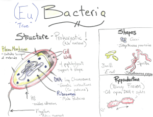 Bacteria and Virus Poster