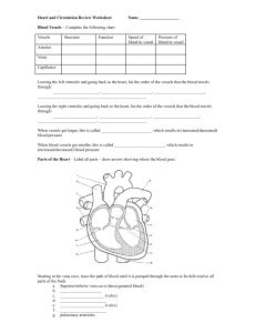 Heart and Circulation Review Worksheet.docx