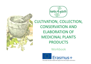 Cultivation-collection-conservation-and-elaboration-of-medicinal-products