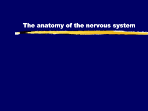 (NS) The Anatomy of the Nervous System