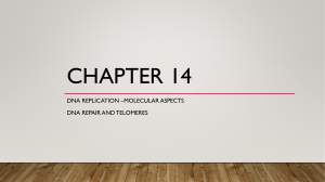 Chapter 14  DNA replication Part II- molecular aspects and MS problem