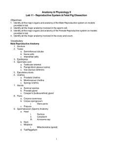 Male Reproductive Anatomy & Fetal Pig Dissection Lab