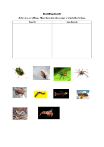 Identifying Insects
