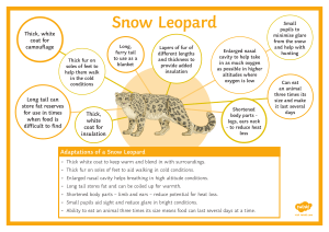 t3-g-278-adaptations-of-a-snow-leopard-display-poster-english ver 1