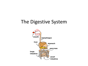 6 - The Digestive System 2021 FITB