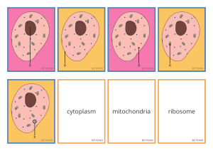 Animal Cells Card Sort