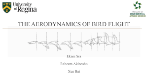 THE AERODYNAMICS OF BIRD FLIGHT