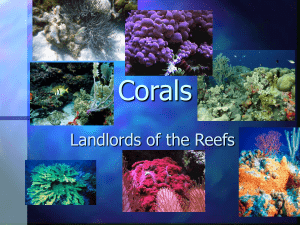 5C Corals 101 (1)
