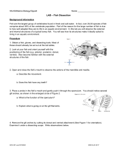 LAB - Fish Dissection