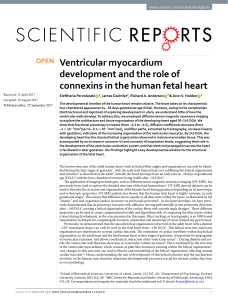 Fetal Heart Development: Myocardium & Connexins