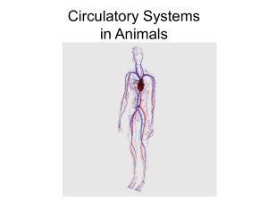 9-circulatory systems in animals.ppt